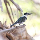 Female Green Kingfisher at Hassayampa River Preserve, Arizona