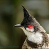 Red-whiskered Bulbul