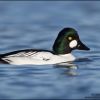 Common Goldeneye