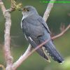 Oriental Cuckoo