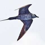 Long-tailed Jaeger