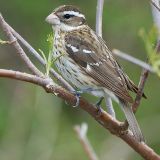 Female Rose-breasted Grosbeak