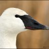 Trumpeter Swan