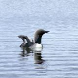 Pacific Loon