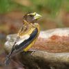 Evening Grosbeak