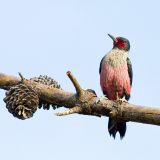 Lewis's Woodpecker