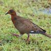 Zenaida Dove