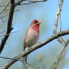 Common Rosefinch