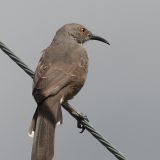 Curve-billed Thrasher