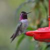 Anna's Hummingbird