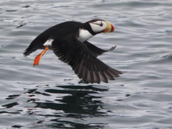 In flight