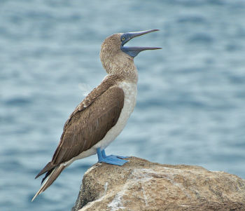 Blue-footed Booby