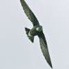 White-Throated Needletail