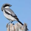 Loggerhead Shrike