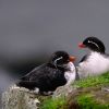 Parakeet Auklet