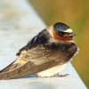 Cliff Swallow