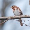 Fox Sparrow