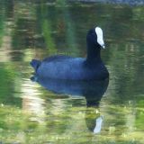 Caribbean Coot