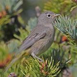 Virginia's Warbler