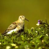 Rock Sandpiper