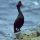 Red-faced Cormorant