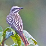 Sulphur-bellied Flycatcher