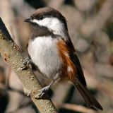 Chestnut-backed Chickadee