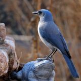 Madera Canyon, Arizona