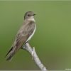 Northern Rough-winged Swallow