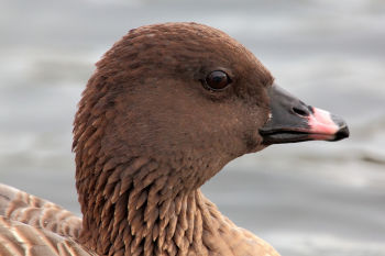 Pink-footed Goose