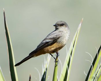 Say's Phoebe