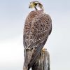 Prairie Falcon