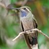 Blue-throated Hummingbird