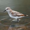 Little Stint