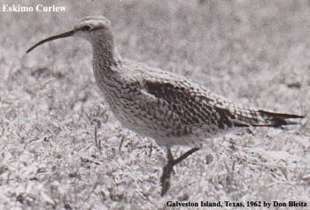 Eskimo Curlew