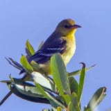 Female -  Morro Bay, California, US - July 23, 2012