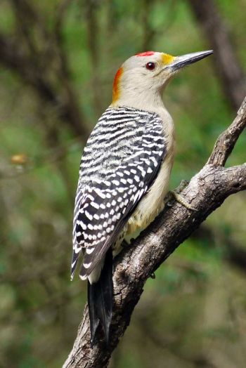 Male - El Porvenir, Tamaulipas, MX - December 20, 2009