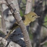 North Roosevelt Trap, Roosevelt Co., NM - May 2011