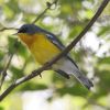 Tropical Parula