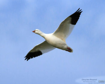 In flight