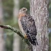 Red-shouldered Hawk