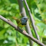 Male singing