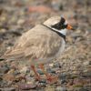 Common Ringed Plover