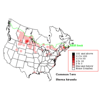 Common Tern distribution map