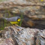 Male Canada Warbler