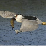 In flight with dinner