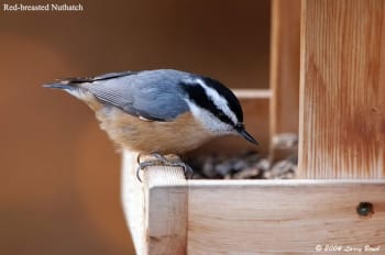 Red-breasted Nuthatch at feeder