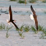 Anna Maria, Florida, US -  June 14, 2011