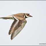 Killdeer in flight