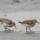 Sharp-tailed Sandpiper